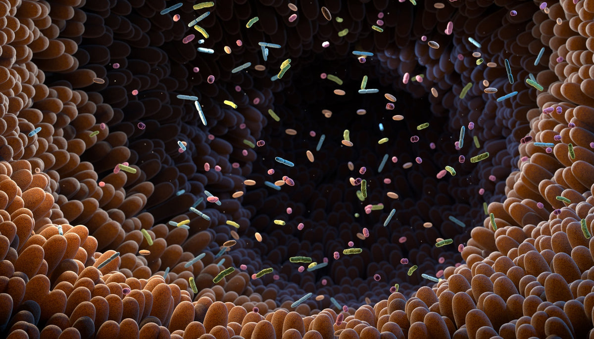The Oral & Gut Microbiome Connection